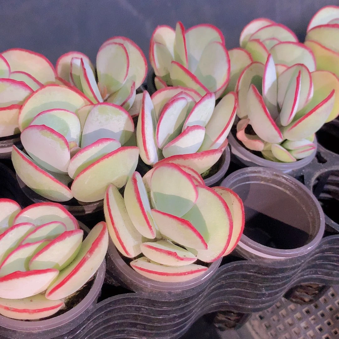 两颗白眉3467789999990