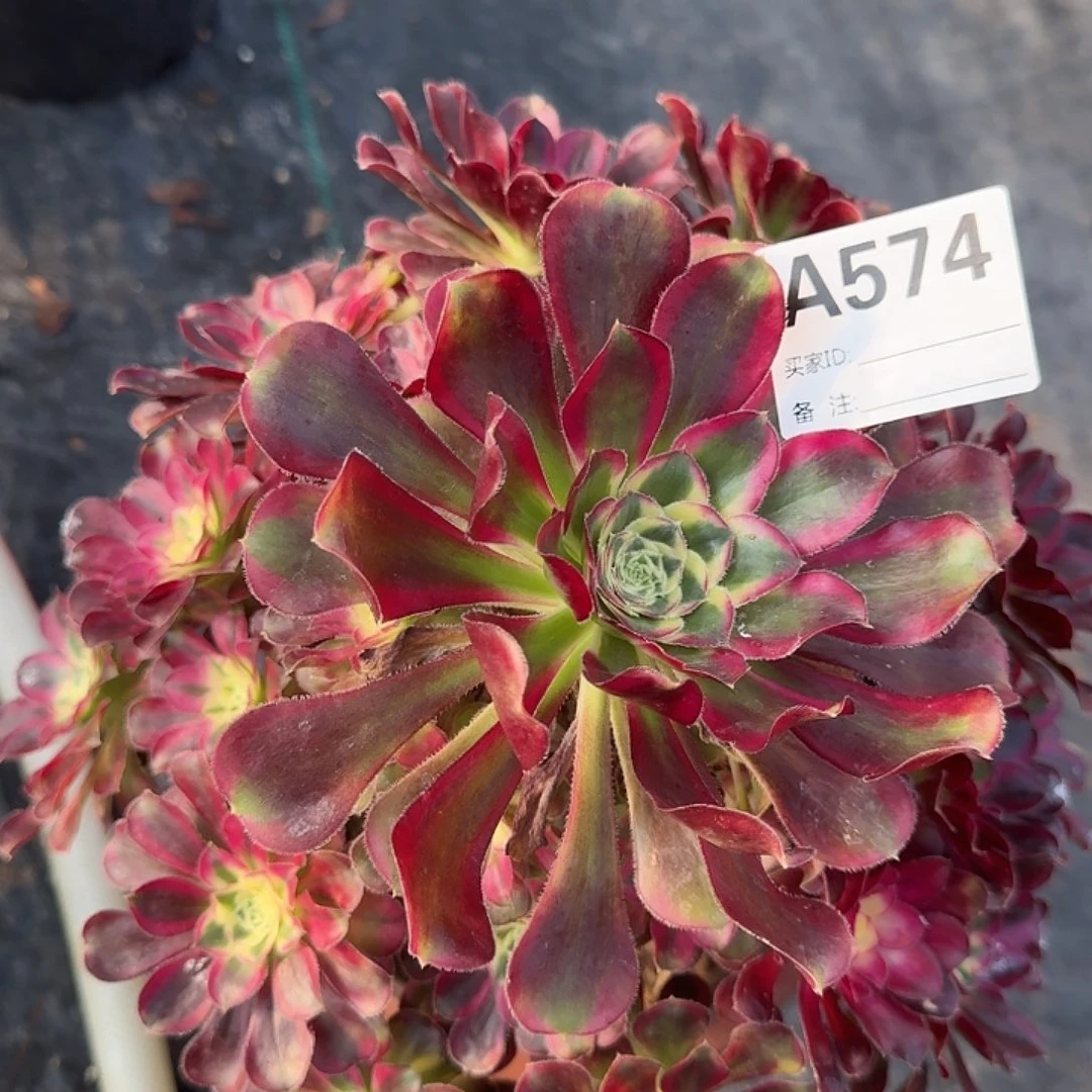 红***儿冰激凌多肉法师574