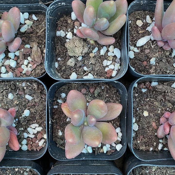 金蟾2.8带盆土发