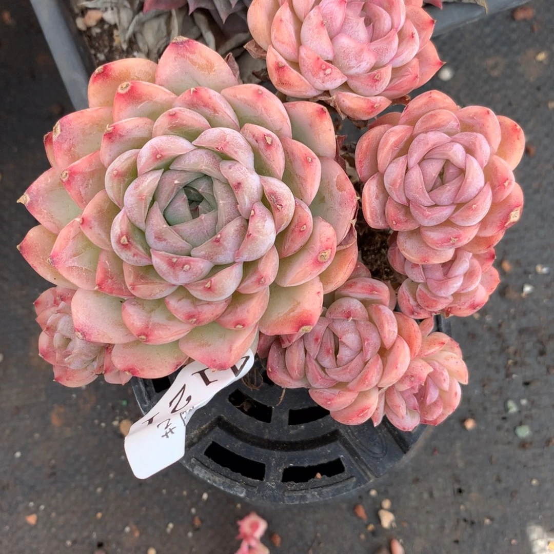 4121杂交多肉植物