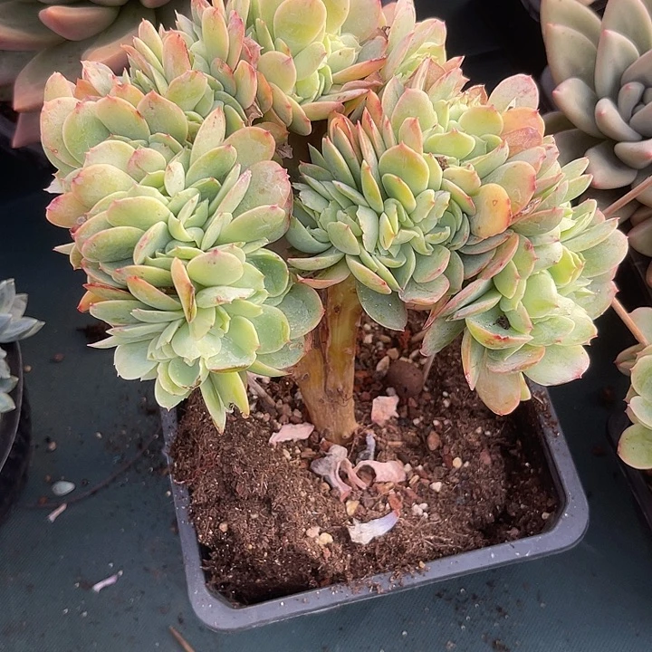 煥***两单包邮， 一物一拍，微瑕不售后