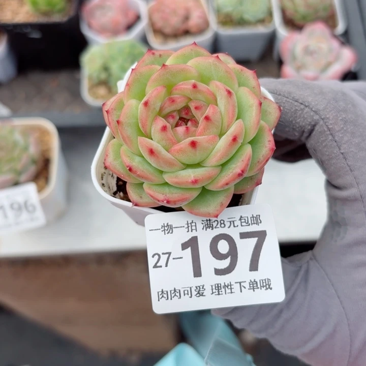 财富密码无盆土无盆土发货无