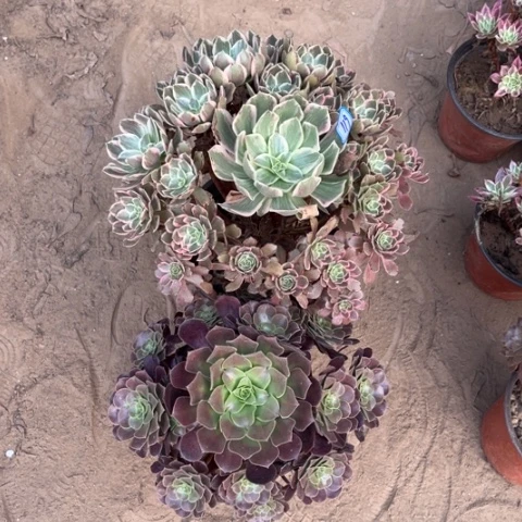 119多肉植物组合,