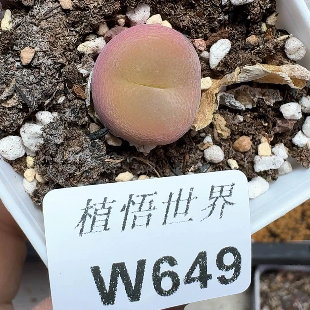 多肉植物的润泽额c