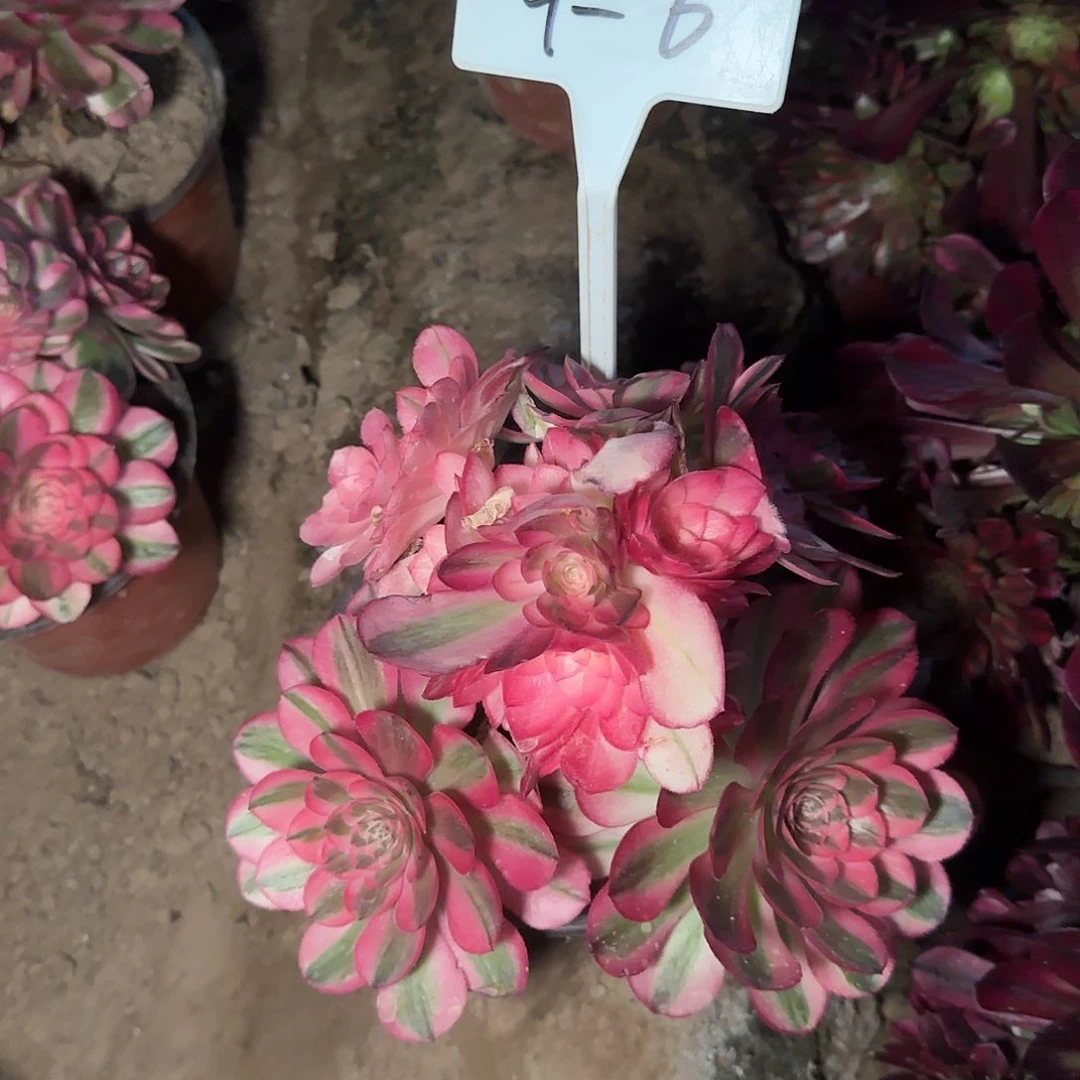 4-6多肉---+---+++++