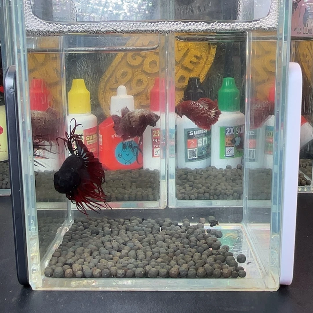 斗鱼50号1015早黑毒