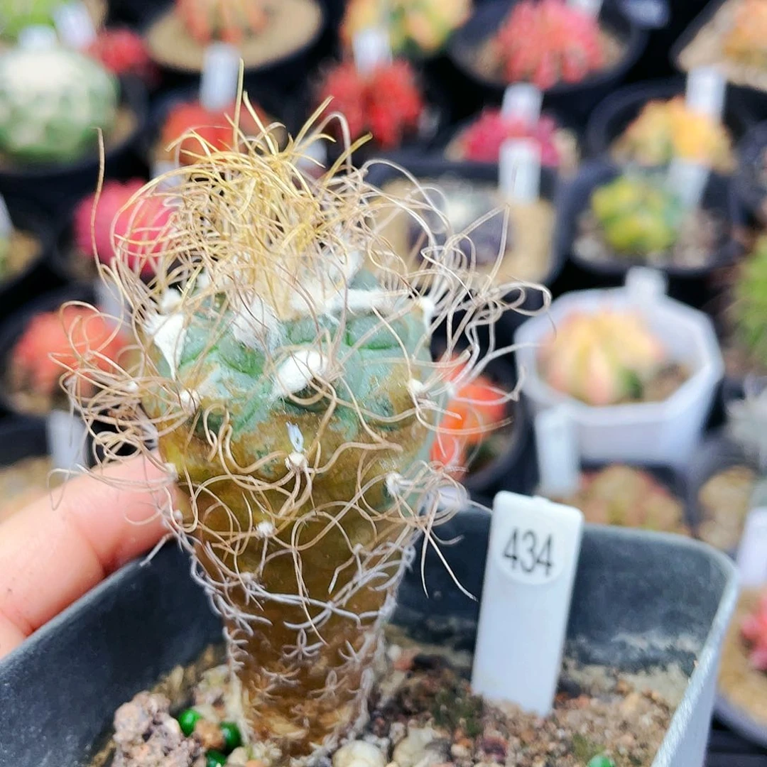 非偏远地区满25裸根发货仙人球