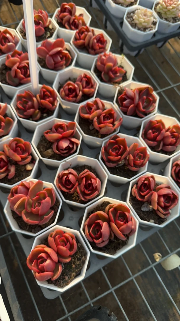 红灯双头多肉植物 脱土