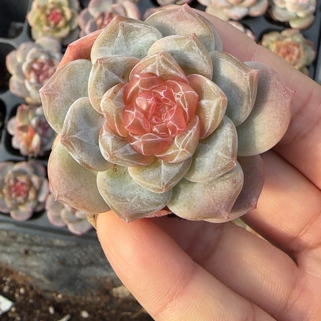 小卡拉米糖心一物一拍