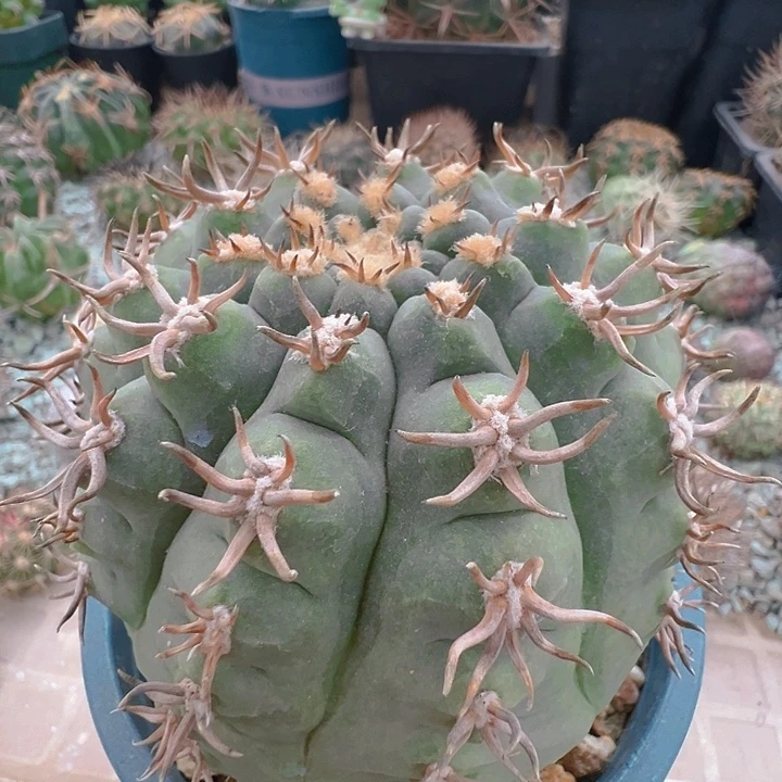 猫爪天平。自根养定。