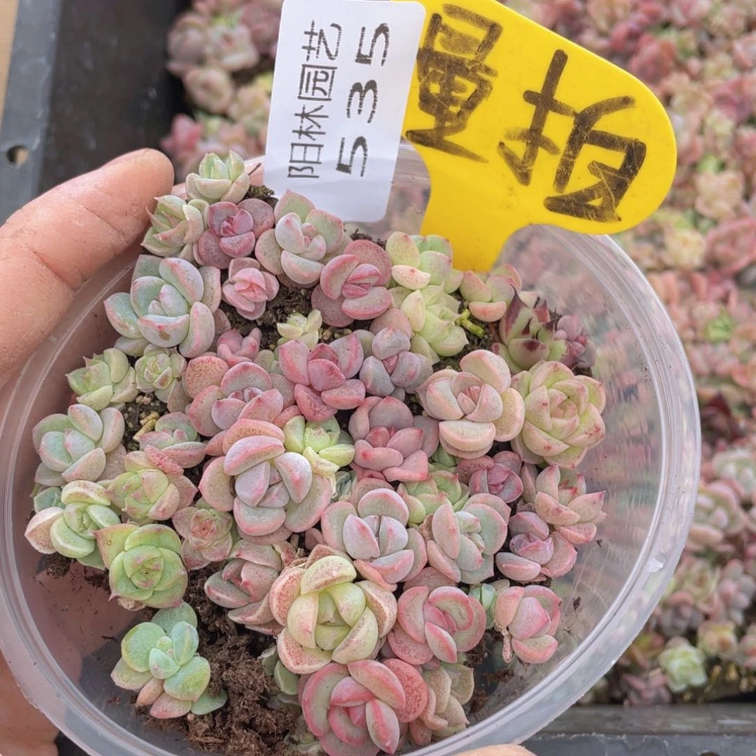 量拍多肉植物多肉植物535