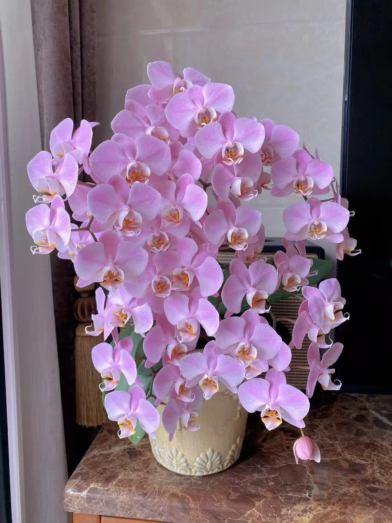【香美人3花剑粉娇娘】稀有品种 变异闪电边蝴蝶兰
