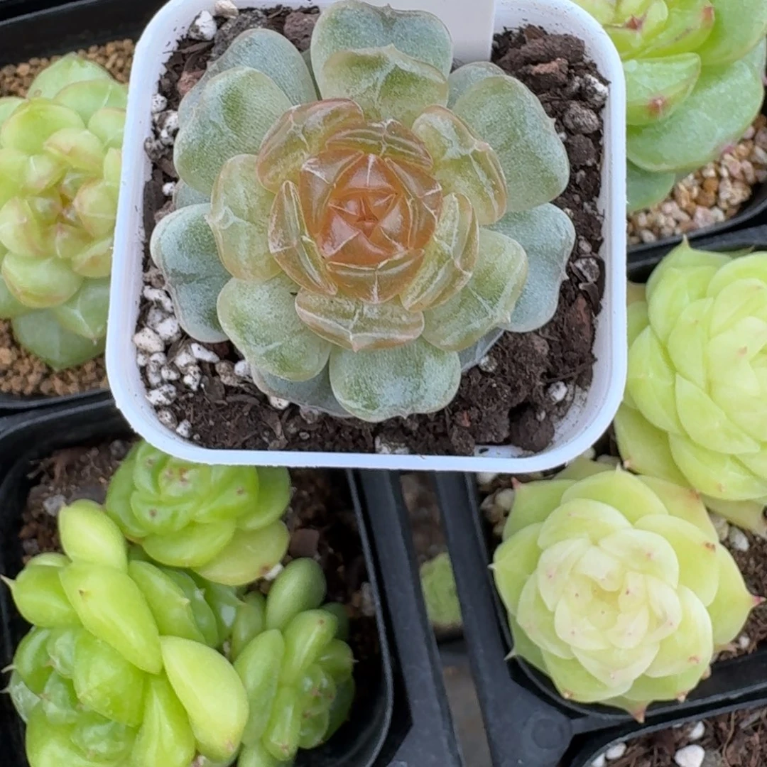 金***器1030-7-冰碴儿恋人