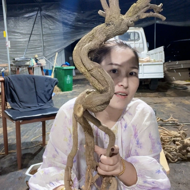 当前无花栽培后可以开花