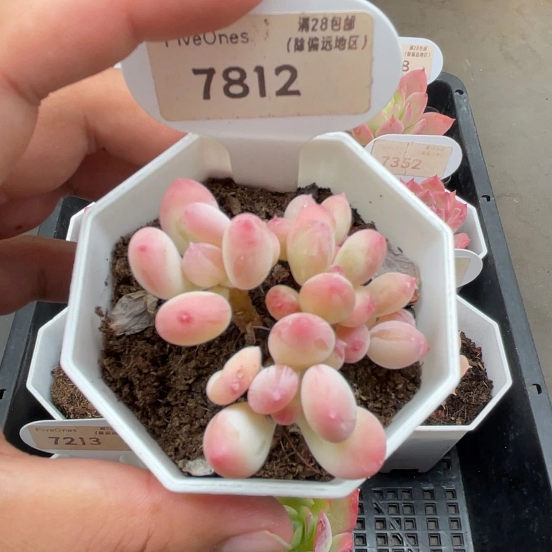 7812苹果奶 5.0厘米