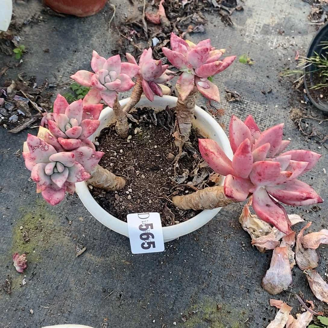 黑*珠565桃花源多肉植物