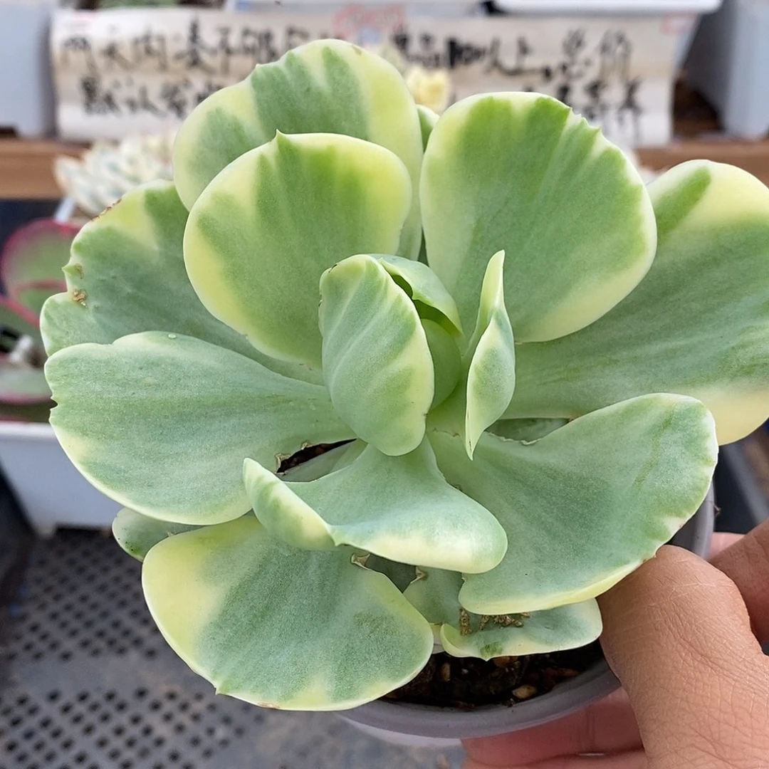 26318 鸡蛋碧桃锦