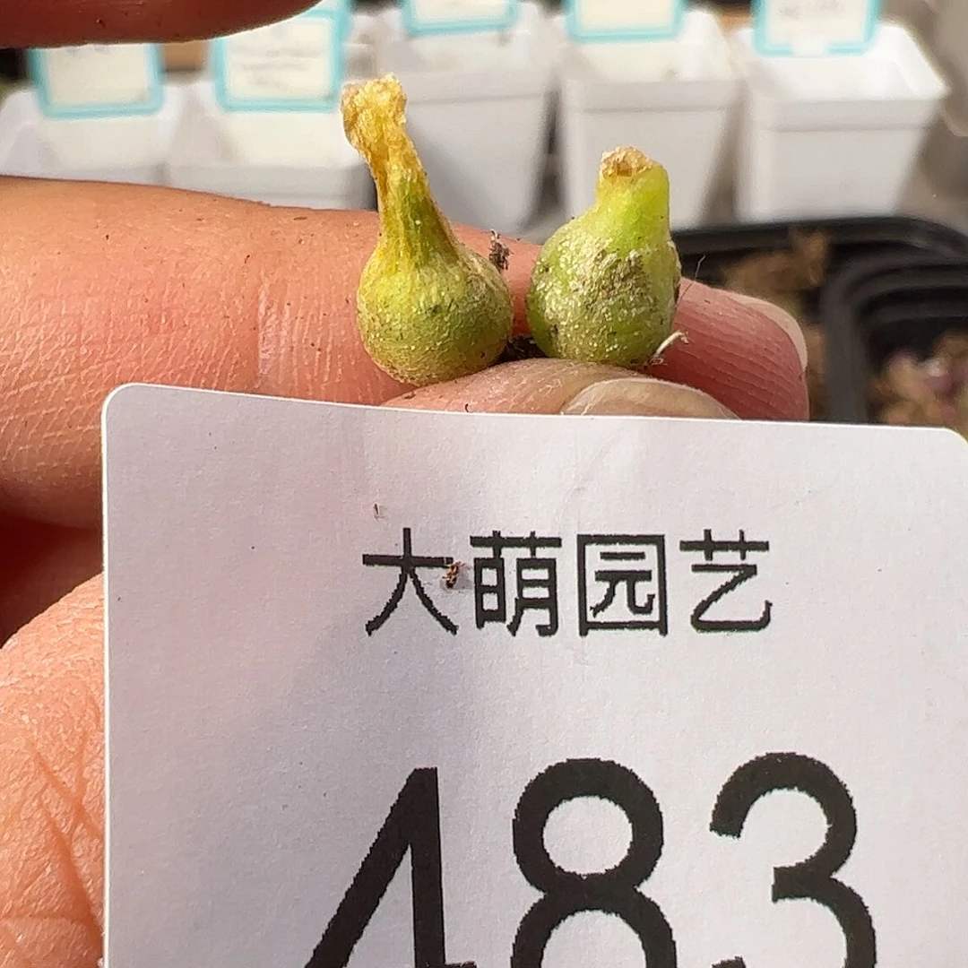 0000483 一物一拍……