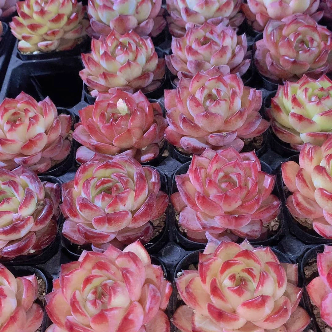 夜魔侠2456789900000