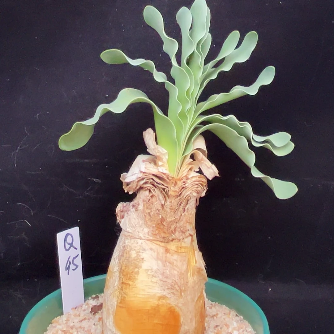 潮流植物产地巨凤之卵，Q45