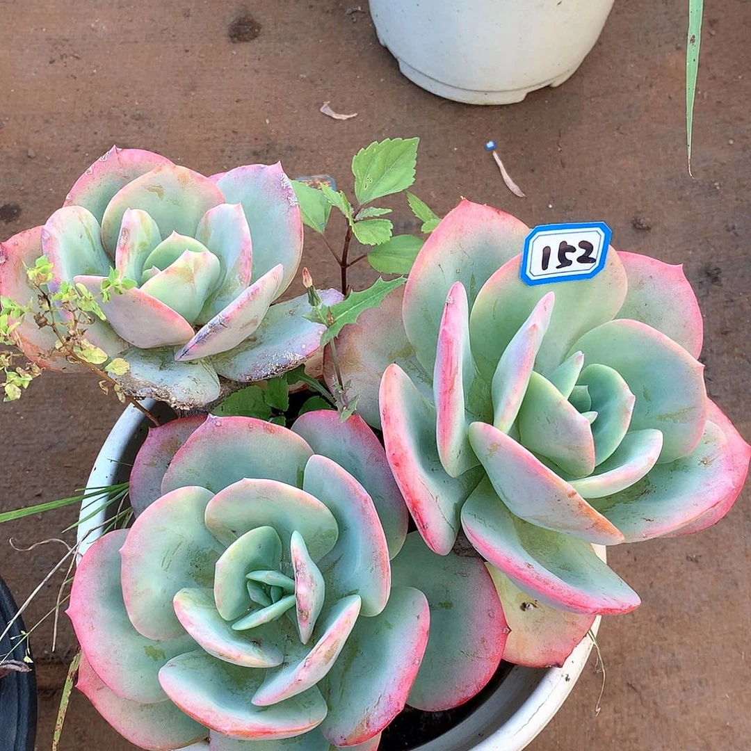 152凤一物一拍多肉