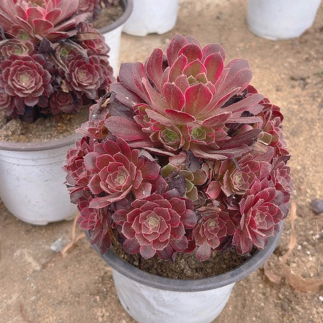 安娜多肉植物手捧上