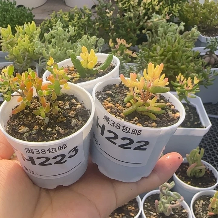 多肉植物枝干真猪假猪黄锦A-开播福利