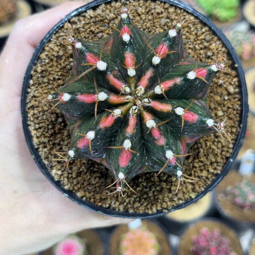 开播福利微瑕特价—————