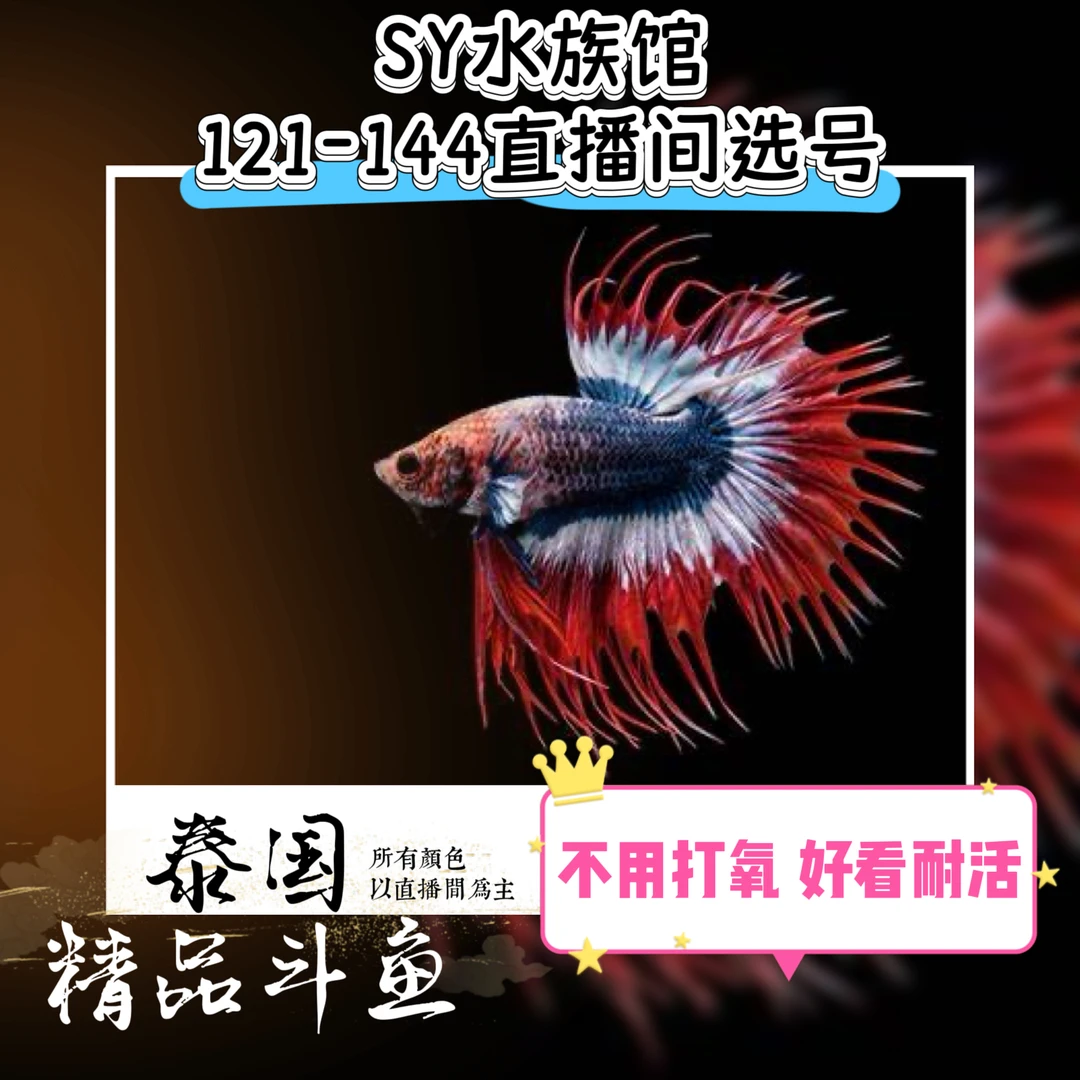 顺洋水族直播选号130-153号精选泰国斗鱼小型热带观赏鱼耐活好养