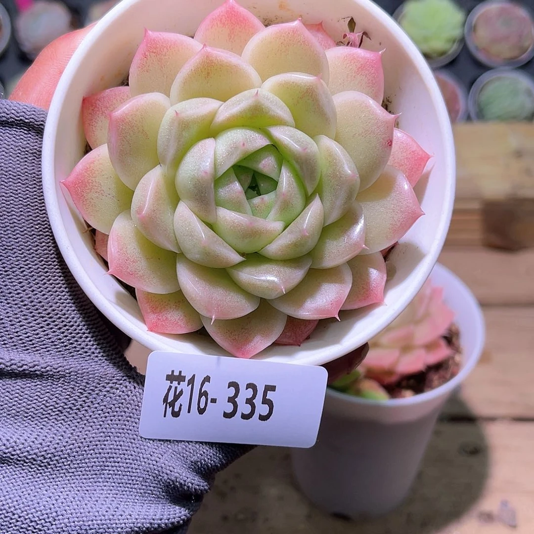 花16-335麦秆单头