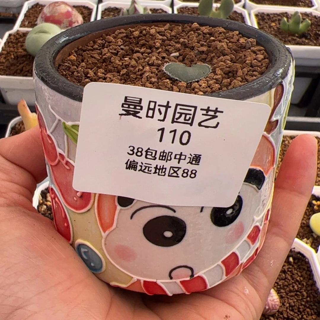 薄****110号盆瑕疵2.6多肉