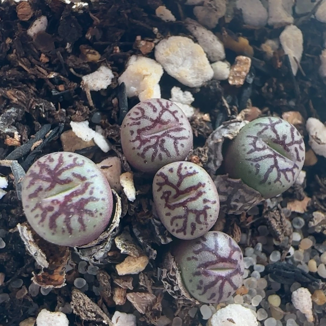 1280/五头超墨/多肉植物