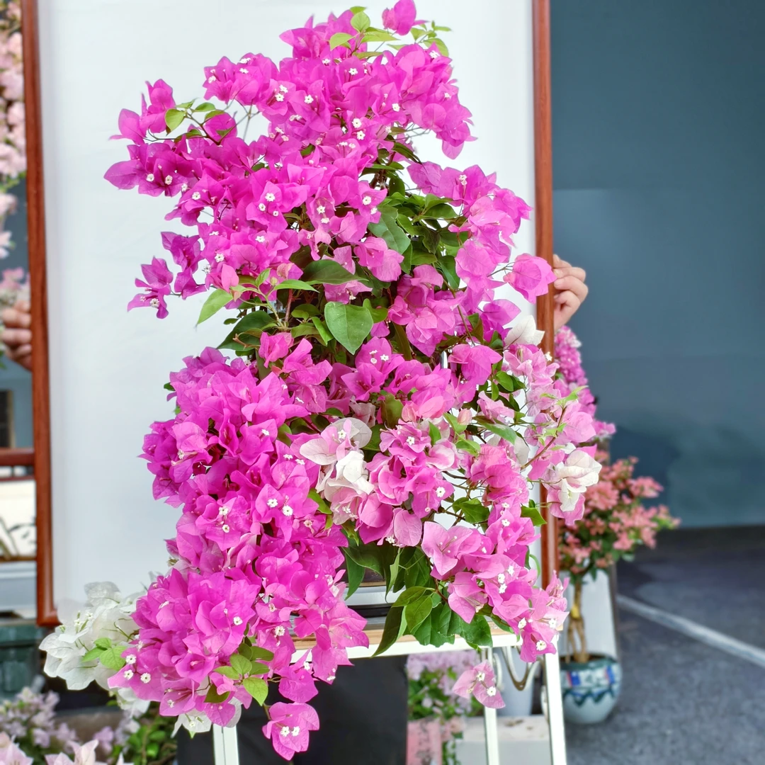 大号漳红缨花瀑布三角梅盆景老桩侧飘好养【艺景园花姐】