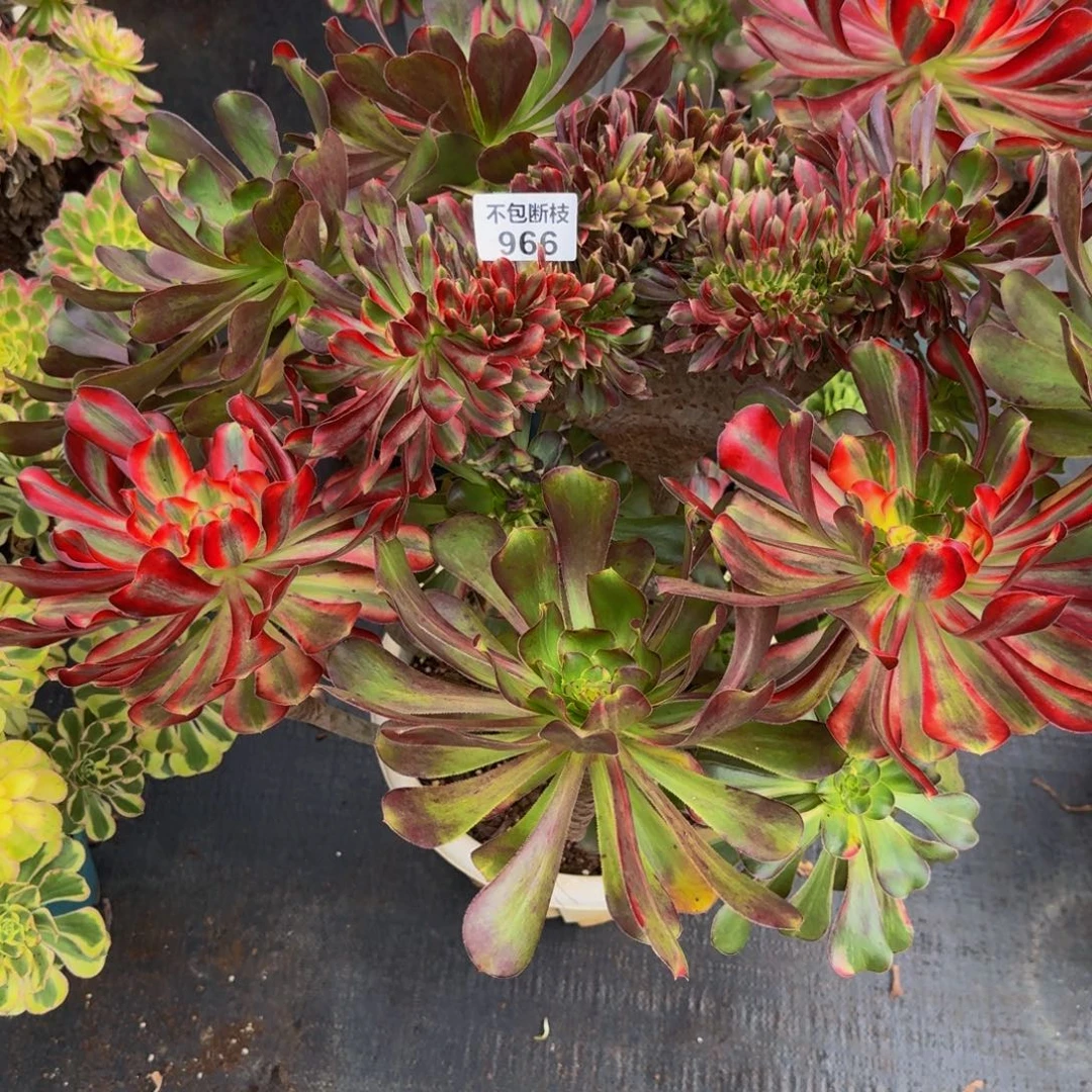 茗***宠966多肉植物法师号寄养