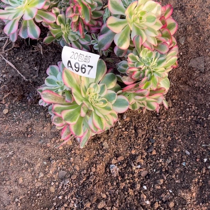 多肉植物967不售后