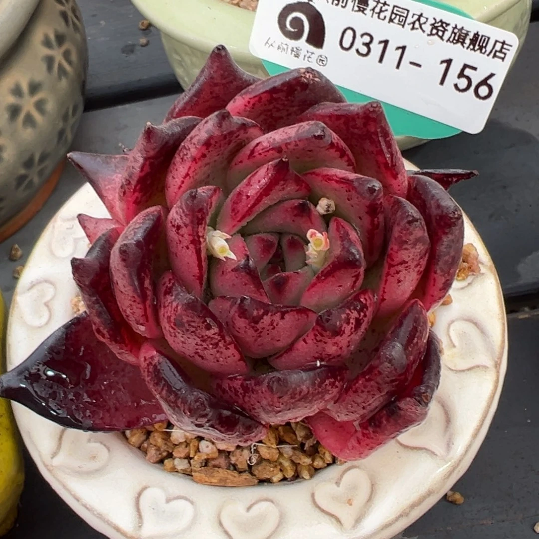 从前慢多肉精选编号0311.156