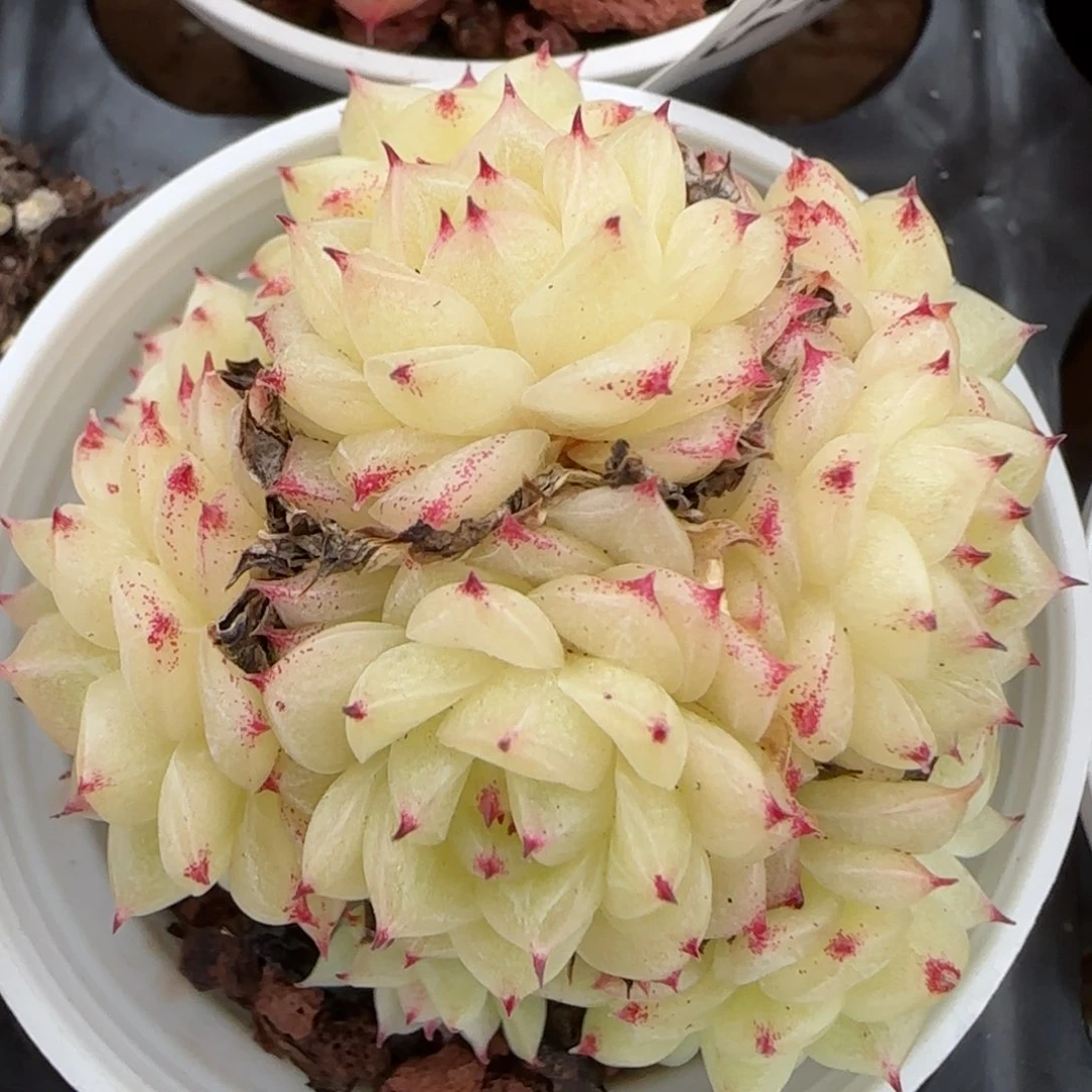 花语逸镜0203-643