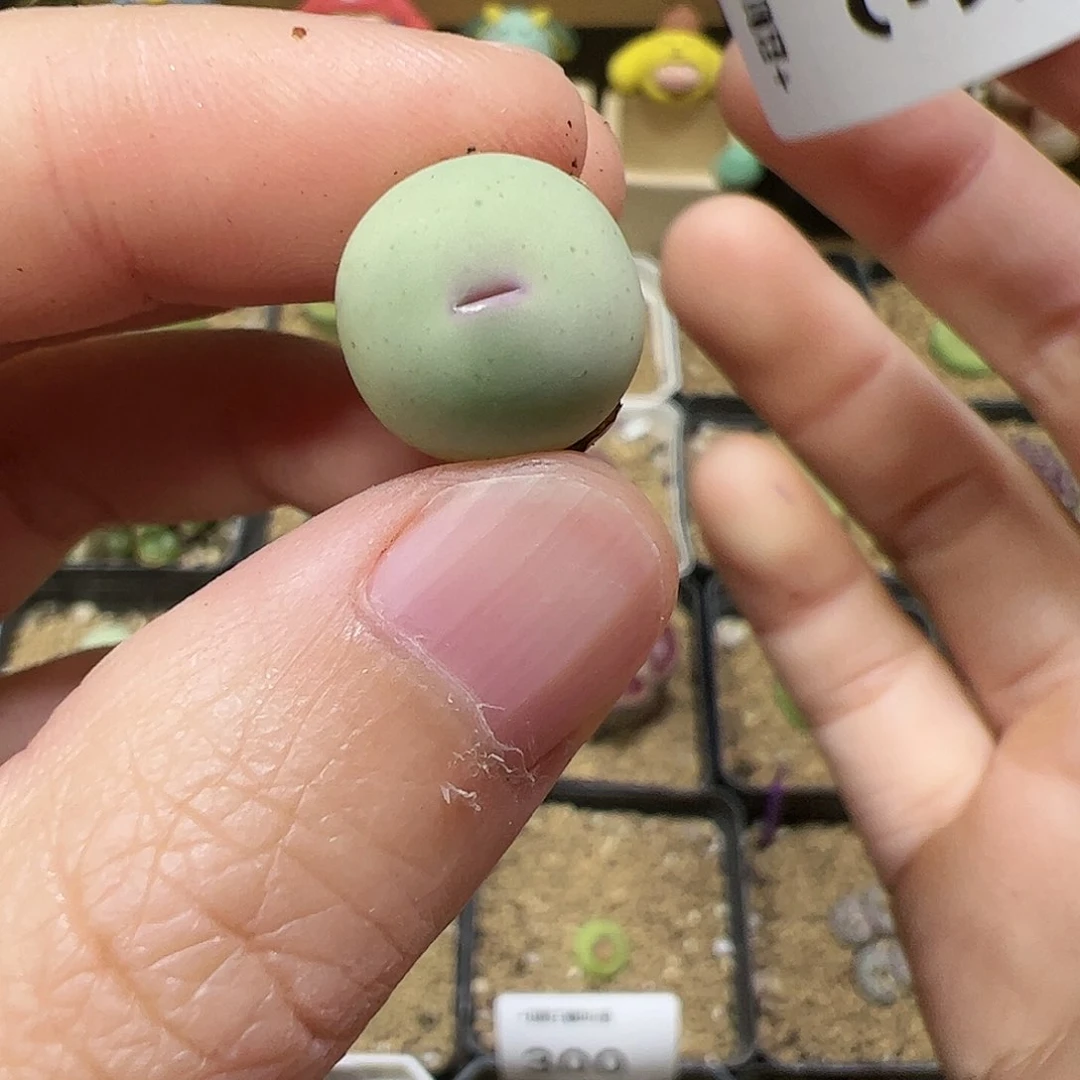 【闪购商品】323 粉嘴鸽子蛋