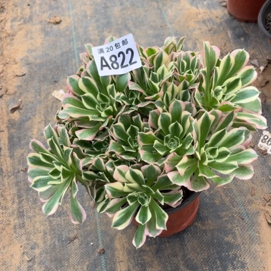 822白凤有砍不包断枝