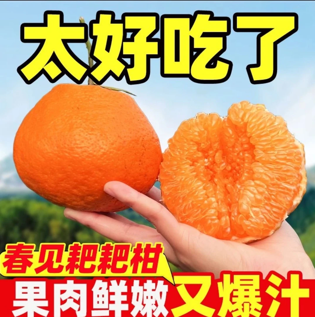 正宗春见耙耙柑四川眉山现摘现发铁柑橘自然成熟春见耙耙柑柑橘子