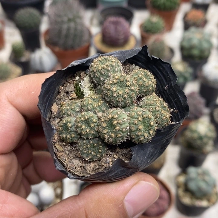 士童群特价福利特价