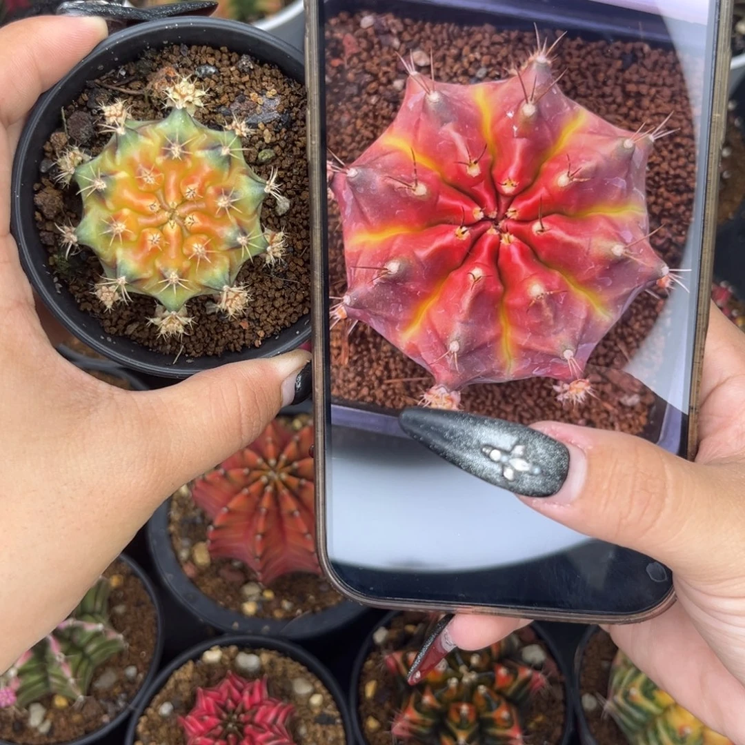 绿魔 侧牙 带盆土发货