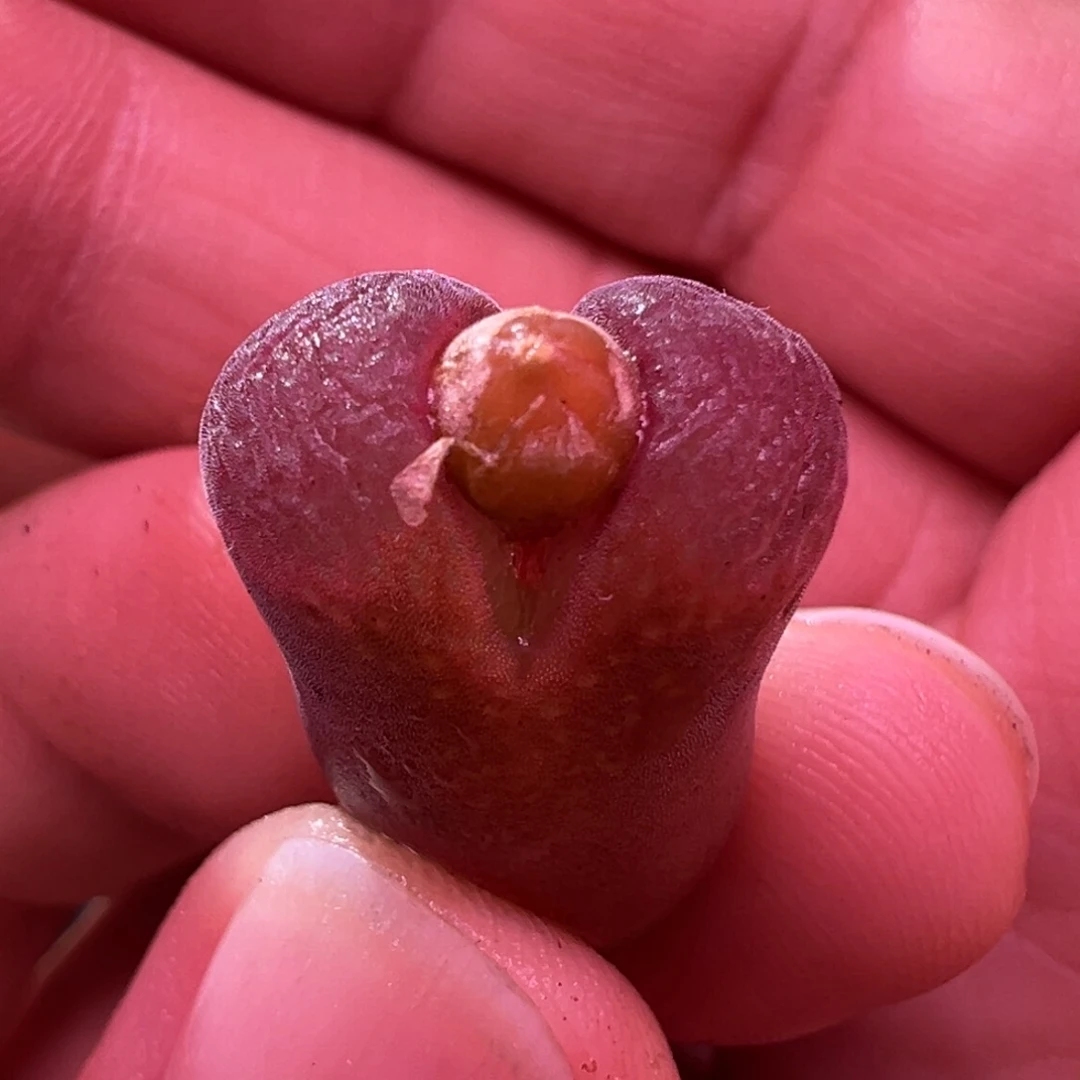 331。优选紫红体流沙风铃