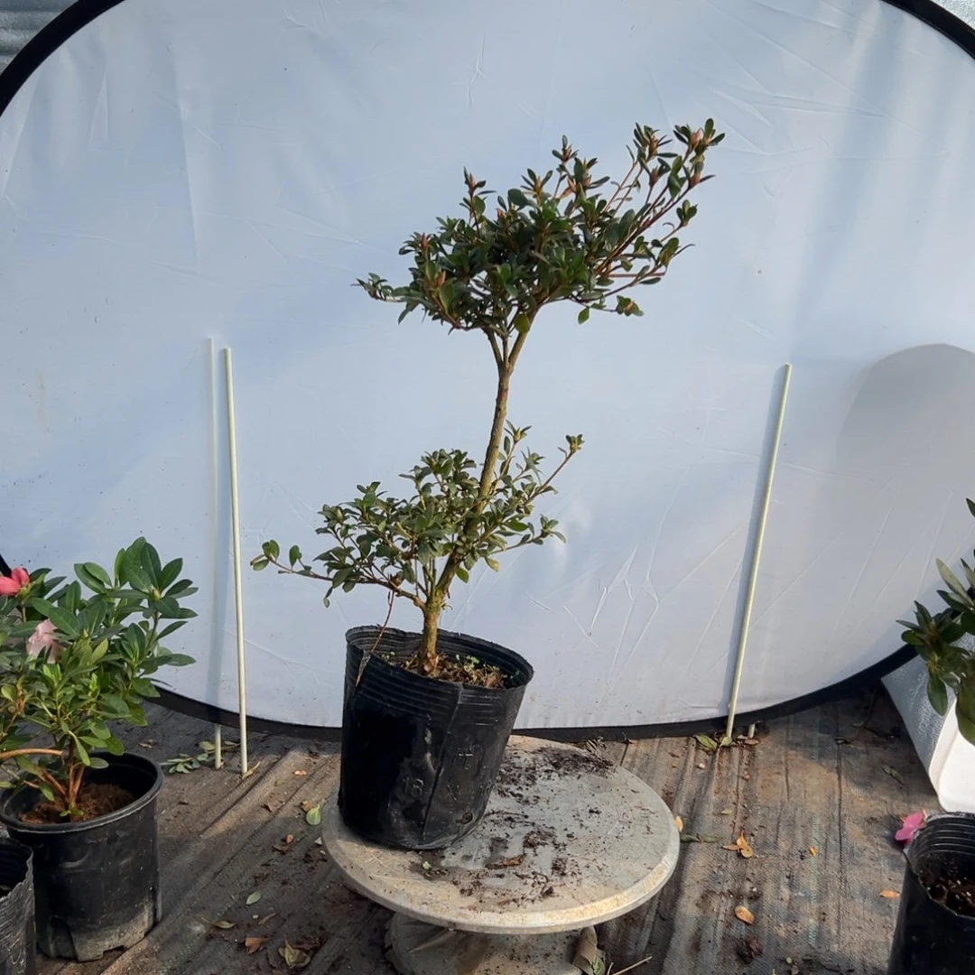 兔***卜完全开放娟之舞杜鹃