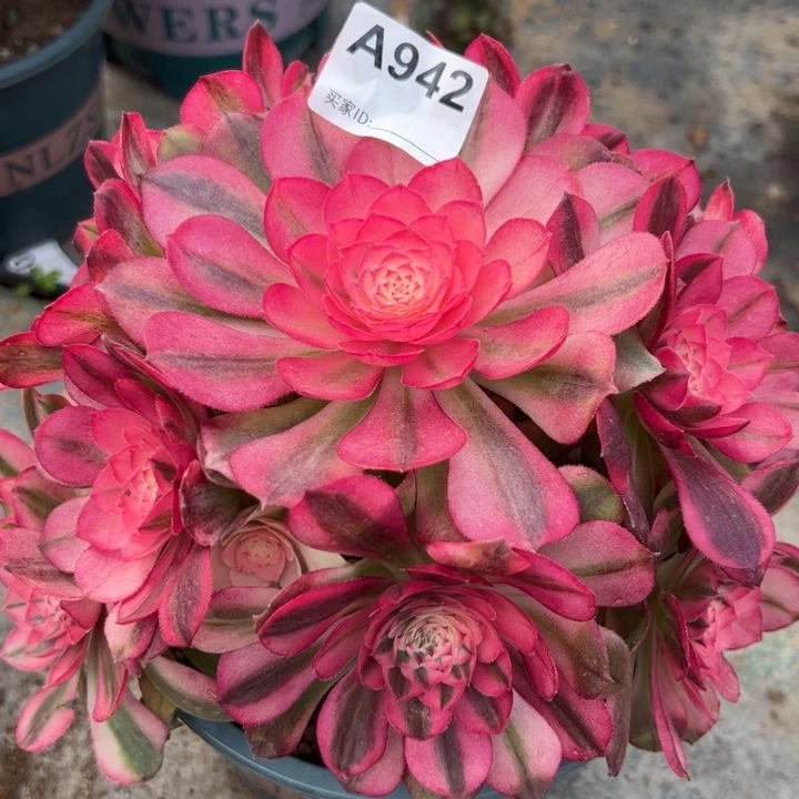 942荔枝20厘米左右