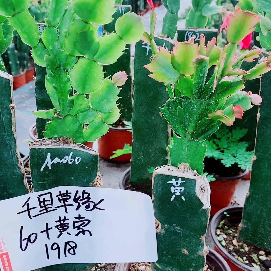 无花朵火龙果嫁接蟹爪兰福利拍一发二