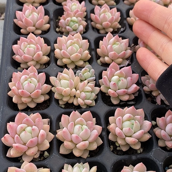 76 多肉植物盆栽花卉