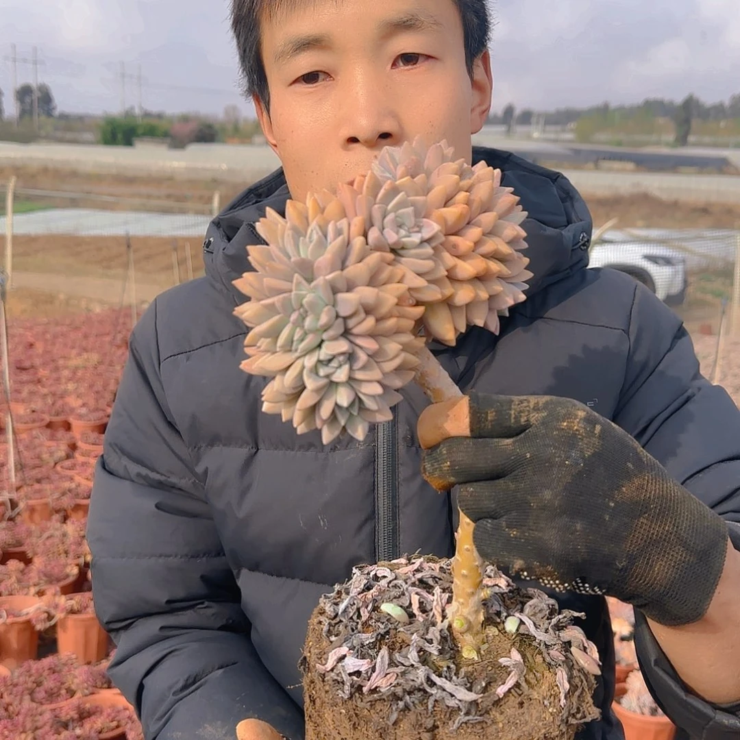 盆栽淡雪板子缀化多肉