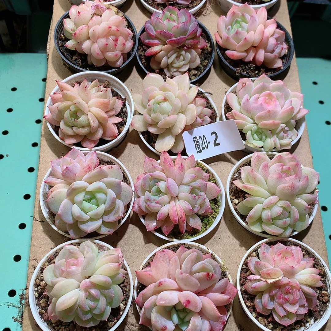 20-2一物一拍带盆18颗。