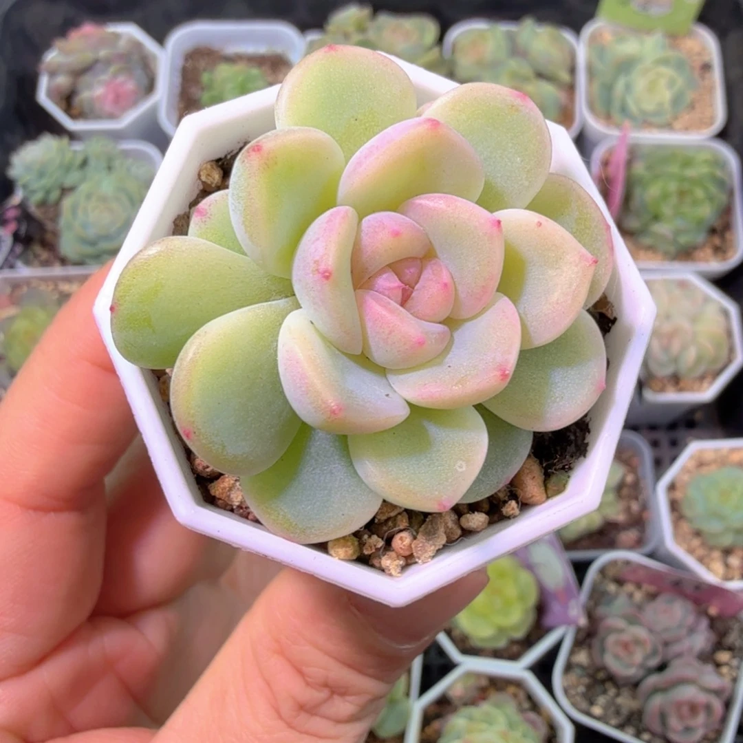 帕帕拉恰双头特价